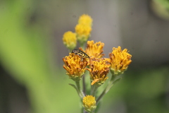 Acmaeodera scalaris