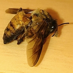 Apis dorsata