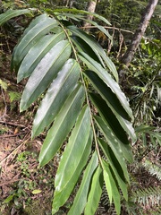 Alpinia caerulea