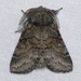 Common Gluphisia Moth - Photo (c) Ilona L, some rights reserved (CC BY-NC-SA)