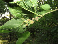 Celticecis celtiphyllia