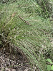 Muhlenbergia macroura