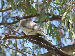 Philemon corniculatus