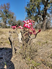 Adenium multiflorum