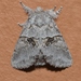 Common Gluphisia Moth - Photo (c) Andy Reago & Chrissy McClarren, some rights reserved (CC BY)