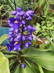 Amegilla bombiformis