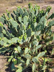 Opuntia stricta