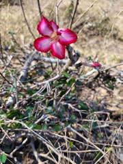 Adenium multiflorum