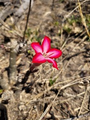Adenium multiflorum
