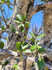 Elaeodendron transvaalense