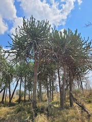 Euphorbia confinalis
