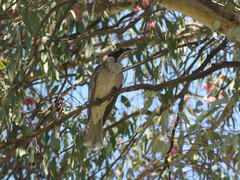 Philemon corniculatus