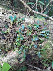 Bulbophyllum
