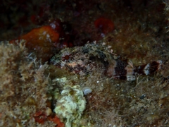 Scorpaena maderensis