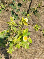 Sida cordifolia
