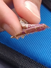 Romaleon antennarium