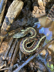 Thamnophis elegans terrestris