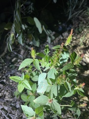 Acalypha phleoides