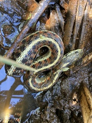 Thamnophis elegans terrestris