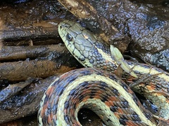 Thamnophis elegans terrestris