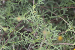 Dyssodia pinnata