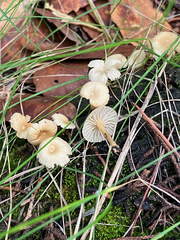 Gerronema subclavatum