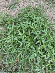 Alternanthera sessilis