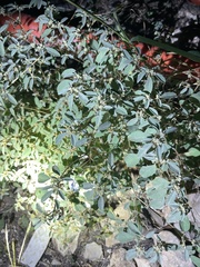 Croton monanthogynus