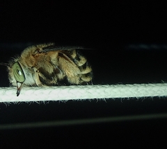 Amegilla garrula