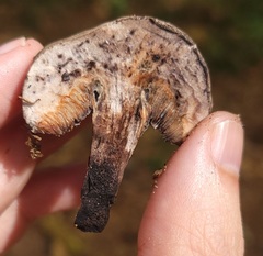 Tylopilus griseocarneus