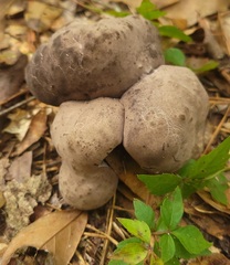 Tylopilus griseocarneus