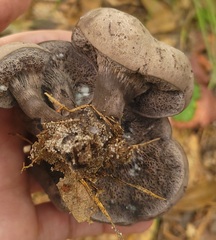Tylopilus griseocarneus