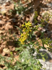 Euthamia leptocephala