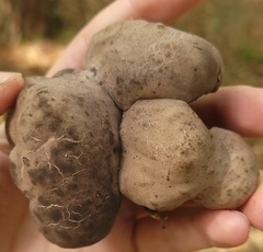 Tylopilus griseocarneus