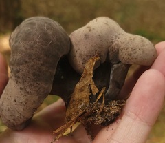Tylopilus griseocarneus
