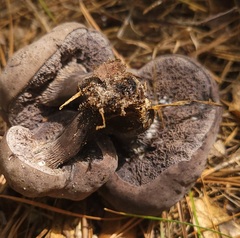 Tylopilus griseocarneus