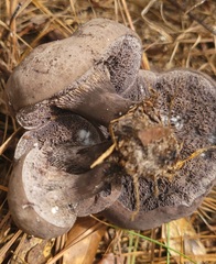Tylopilus griseocarneus