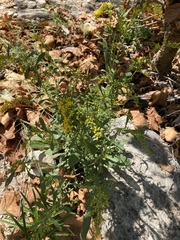 Euthamia leptocephala