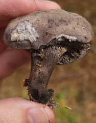 Tylopilus griseocarneus