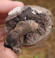 Tylopilus griseocarneus