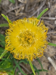 Conicosia pugioniformis