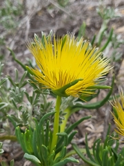 Conicosia pugioniformis