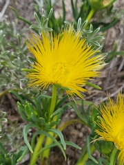 Conicosia pugioniformis