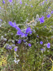 Dampiera stricta