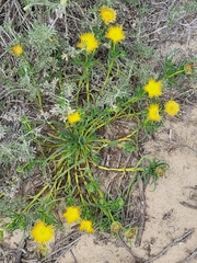 Conicosia pugioniformis