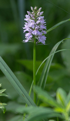 Dactylorhiza