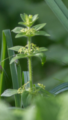 Cruciata glabra krylovii
