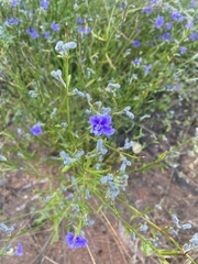 Dampiera stricta