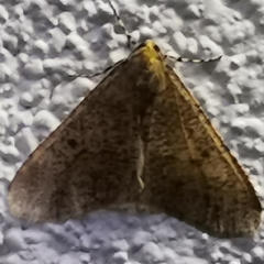 Erannis defoliaria