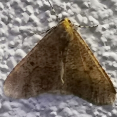 Erannis defoliaria